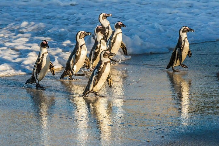 Half-Day Penguins and Cape of Good Hope Tour — Cape Town Wildlife & Scenic Drive photo 4