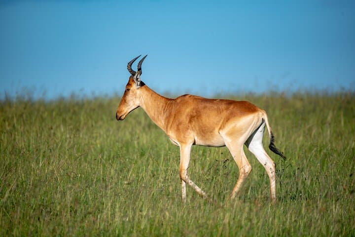 8-Day Kenya and Tanzania Safari — Masai Mara, Serengeti & Ngorongoro photo 4