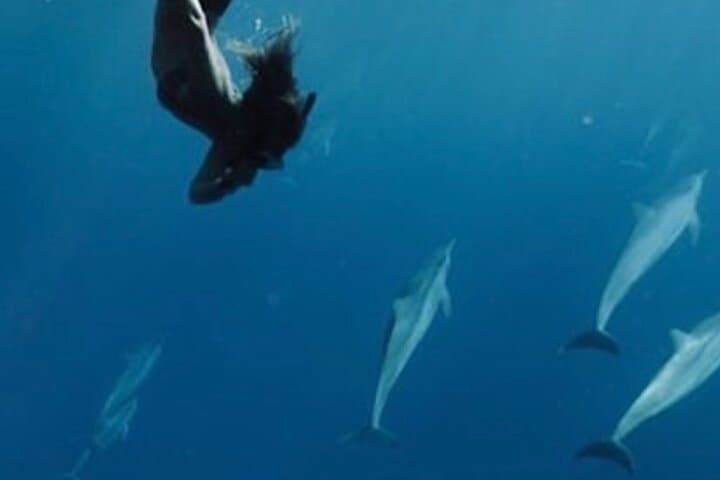 Private Whale Watching Charter from Kāʻanapali — Humpbacks & Dolphin Search photo 3