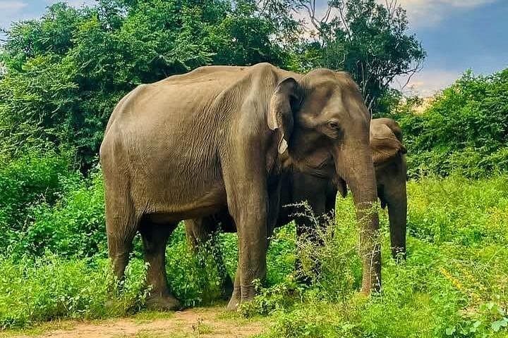 Udawalawe Safari & Coastal Transfer from Mirissa, Weligama and Ahangama photo 1