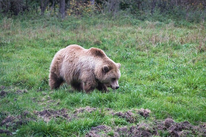 Cycling Bear Watching in the High Tatras: Podbanské Guided Day Tour photo 4