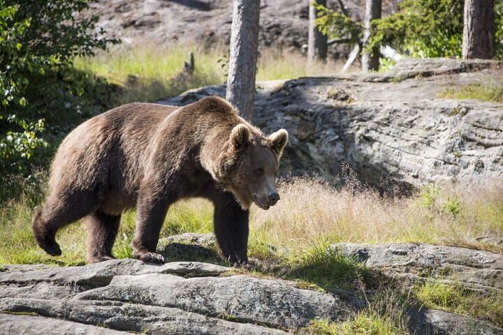 Cycling Bear Watching in the High Tatras: Podbanské Guided Day Tour