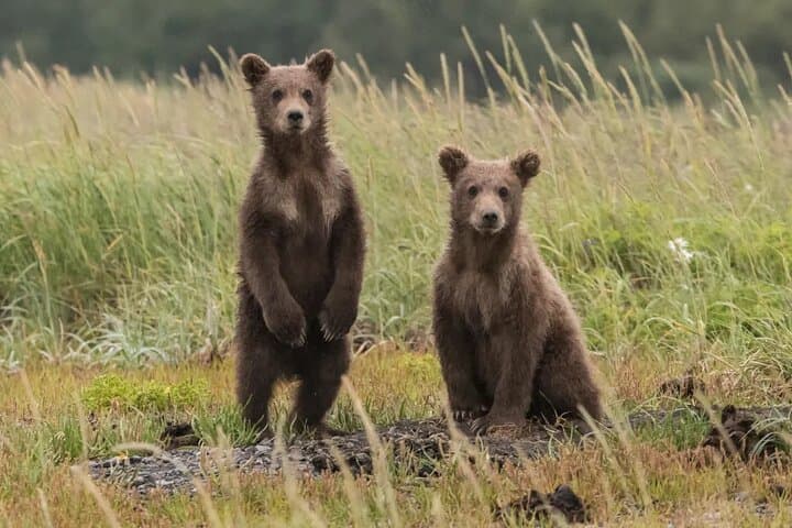 Hike and Bear-Watch in the High Tatras: Podbanské Guided Tour photo 2