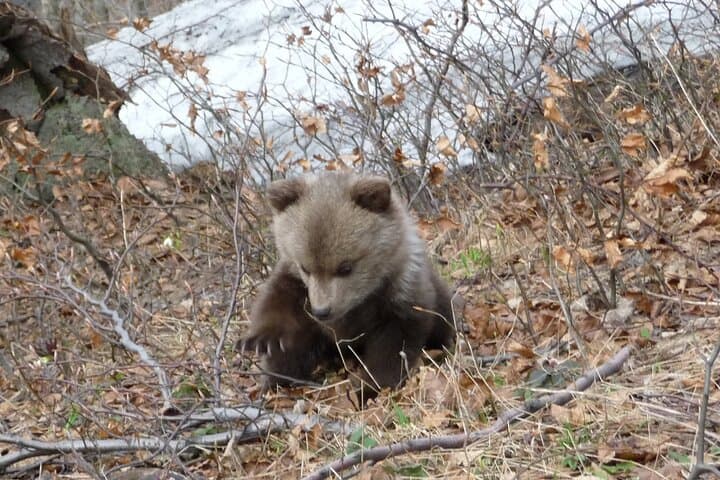Hike and Bear-Watch in the High Tatras: Podbanské Guided Tour photo 5