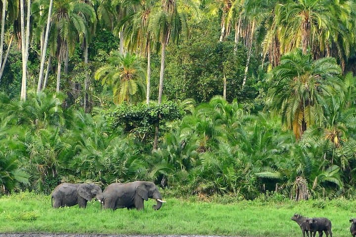 Chebera Churchura National Park: 4-Day Wildlife & Wilderness Safari from Jimma