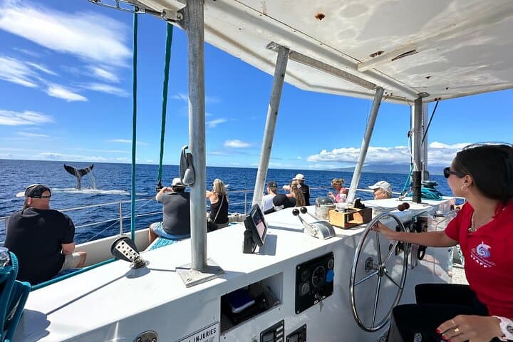 2-Hour Waikiki Whale Watching Cruise — Oahu Humpback Experience photo 2