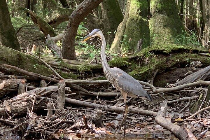 Paddle Cedar Creek: Guided Kayak Tours in Congaree National Park photo 4