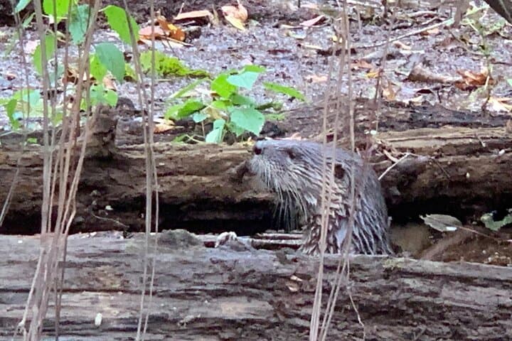 Paddle Cedar Creek: Guided Kayak Tours in Congaree National Park photo 5