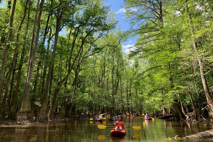 Paddle Cedar Creek: Guided Kayak Tours in Congaree National Park photo 6