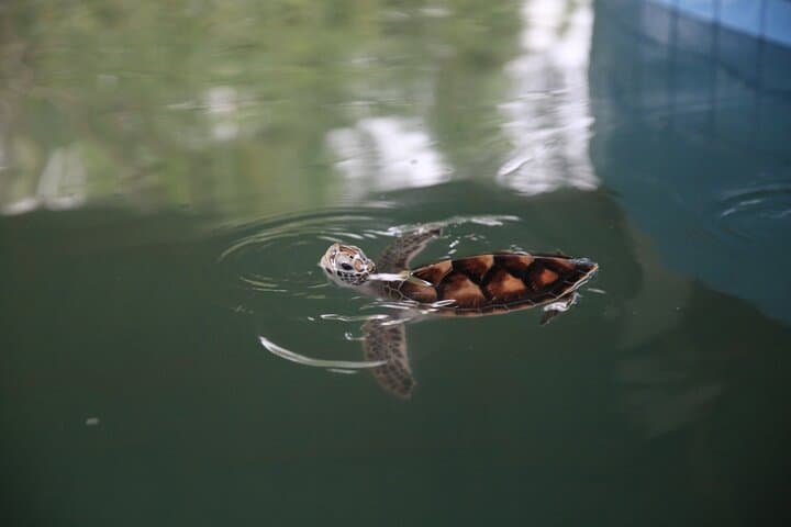 Khao Lak Eco Safari with Bamboo Rafting — Turtle Conservation, Waterfall & Tsunami Memorial photo 4