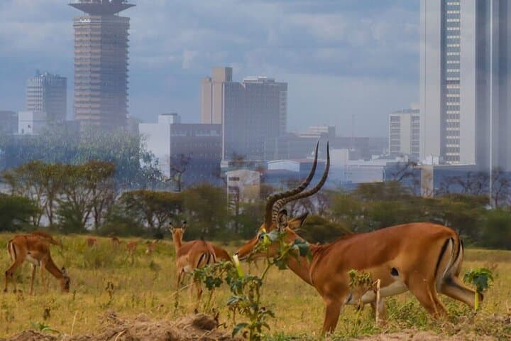 Half-Day Game Drive in Nairobi National Park: City Skyline Meets Wildlife photo 5