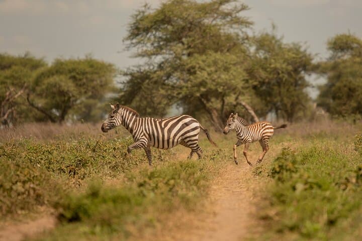 2-Day Private Safari: Tarangire & Ngorongoro Crater on a Budget