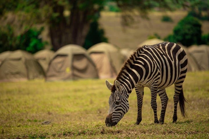 2-Day Private Safari: Tarangire & Ngorongoro Crater on a Budget photo 5