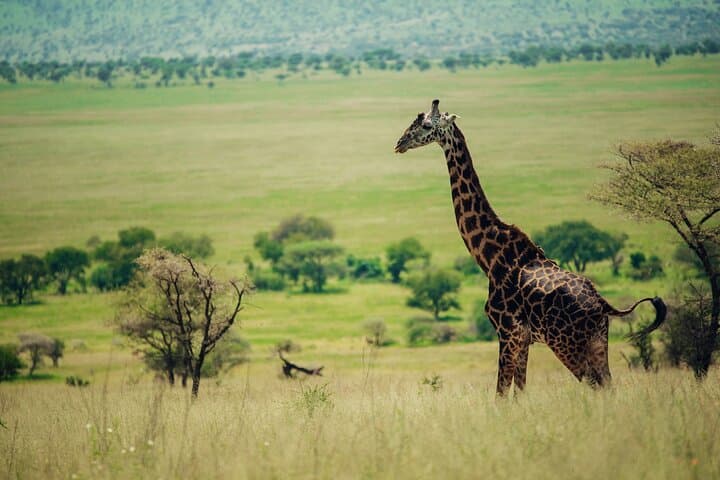 Private Mid-Range Safari: Tarangire, Serengeti & Ngorongoro (5 Days) photo 4