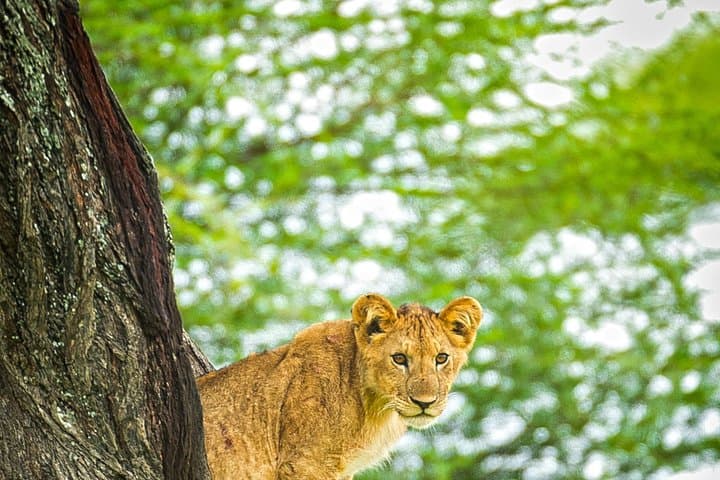 Budget 3-Day Private Lodge Safari: Tarangire, Ngorongoro & Lake Manyara photo 2