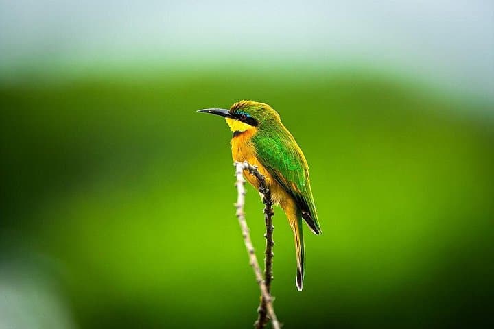 Budget 3-Day Private Lodge Safari: Tarangire, Ngorongoro & Lake Manyara photo 3
