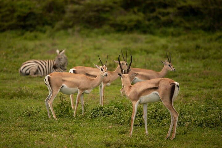 3-Day Budget Safari: Serengeti & Ngorongoro Camping Adventure photo 1