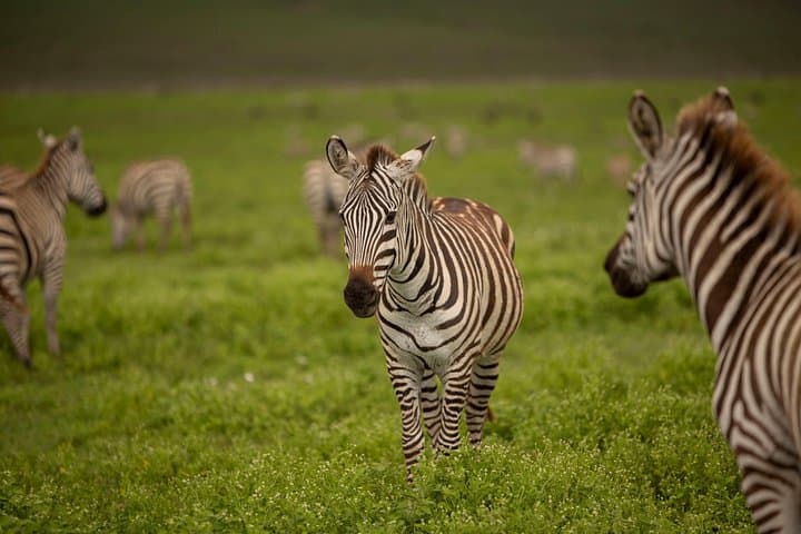 3-Day Budget Safari: Serengeti & Ngorongoro Camping Adventure photo 3