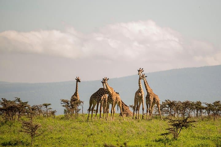 3-Day Budget Safari: Serengeti & Ngorongoro Camping Adventure photo 4