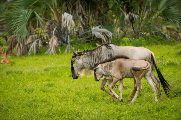 4-Day Budget Camping Safari: Tarangire, Serengeti & Ngorongoro from Arusha photo 3