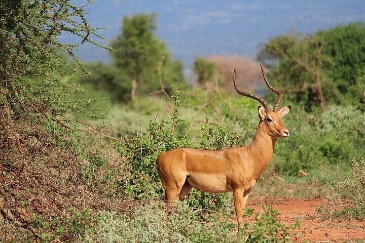 Full-Day Private Safari: Tsavo East National Park from Diani