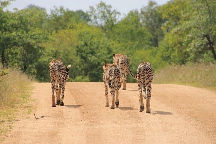 Full-Day Private Safari: Tsavo East National Park from Diani photo 3