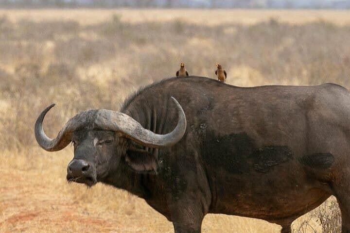 Full-Day Private Safari: Tsavo East National Park from Diani photo 4