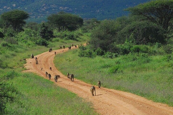 Full-Day Private Safari: Tsavo East National Park from Diani photo 6