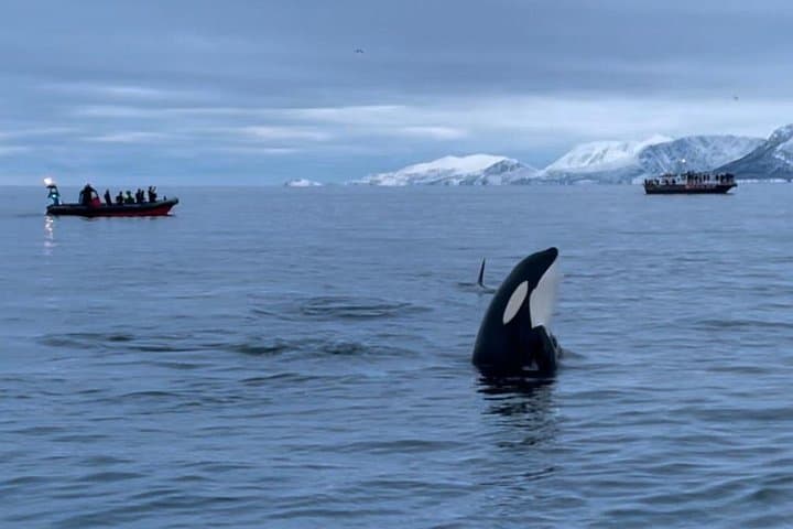 Skjervøy Whale Watching from Tromsø — Arctic Herring Season Yacht Tour photo 2