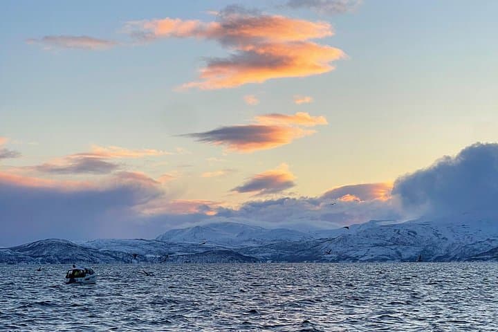 Skjervøy Whale Watching from Tromsø — Arctic Herring Season Yacht Tour photo 3