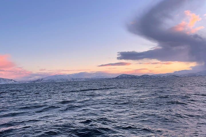 Skjervøy Whale Watching from Tromsø — Arctic Herring Season Yacht Tour photo 4
