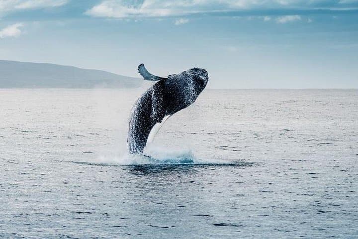 Skjervøy Whale Watching from Tromsø — Arctic Herring Season Yacht Tour photo 1