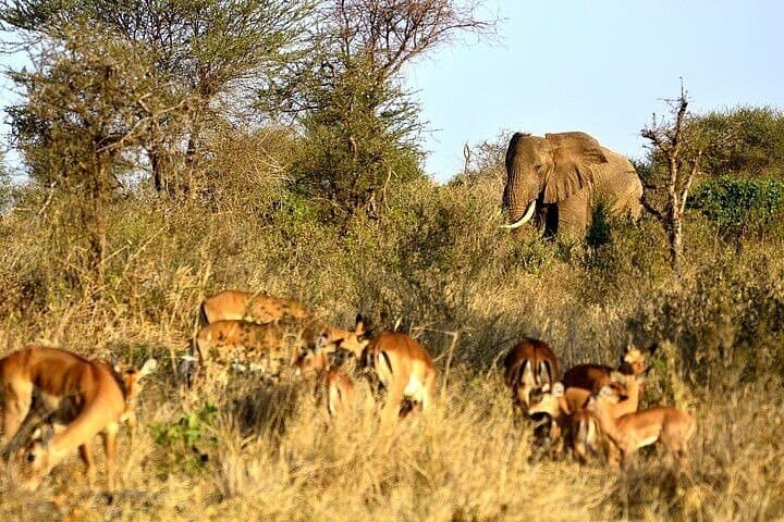 Full-Day Private Safari: Tsavo East National Park from Diani photo 2