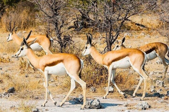 3-Day Kruger Safari at Balule Reserve: Big Five, Night Drives & Blyde River Views photo 3
