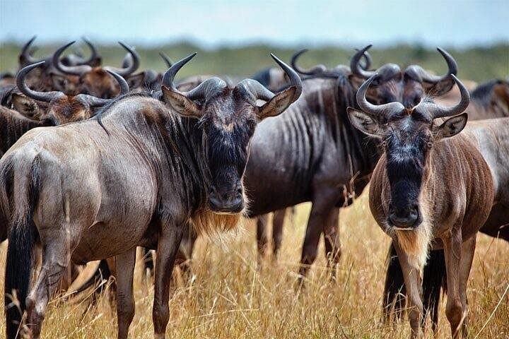 3-Day Kruger Safari at Balule Reserve: Big Five, Night Drives & Blyde River Views photo 4