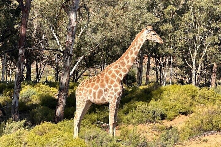 3-Day Kruger Safari at Balule Reserve: Big Five, Night Drives & Blyde River Views photo 5