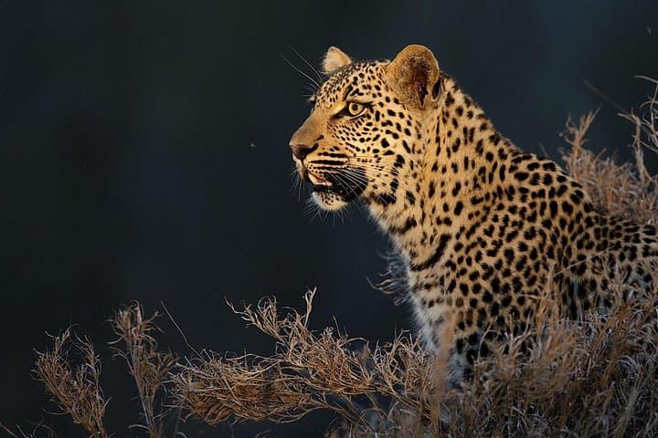 4-Day Kruger Safari: Katekani & Balule Big Five Experience from Johannesburg photo 3