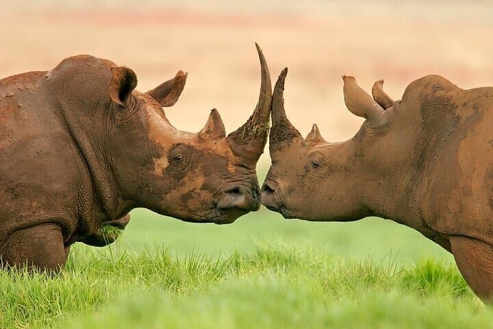 3-Day Kruger Safari at Balule Reserve: Big Five, Night Drives & Blyde River Views photo 6