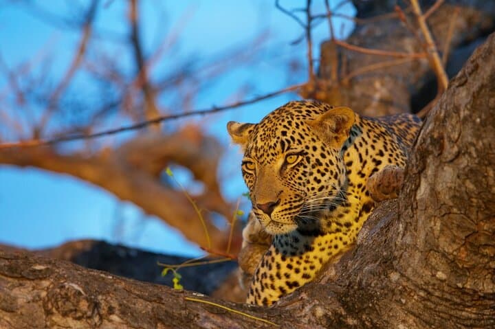 3-Day Kruger Tented Safari: Big 5 Experience from Johannesburg photo 3