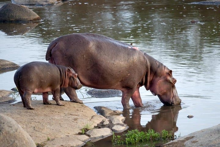 3-Day Kruger Tented Safari: Big 5 Experience from Johannesburg