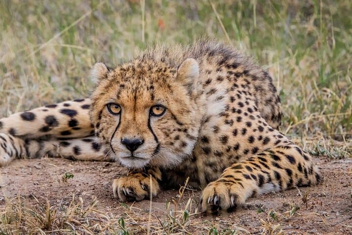 3-Day Kruger Safari at Balule Reserve: Big Five, Night Drives & Blyde River Views