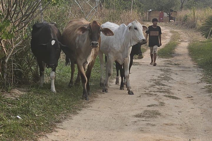 Visit the Tupi-Guarani Village in Maricá: Cultural Exchange in the Atlantic Forest