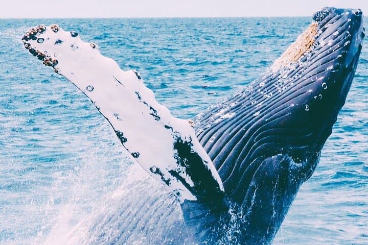 Coral Princess Whale Watching: Humpbacks Off Bermuda's Coast