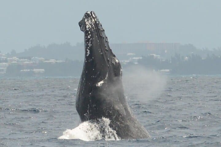 Coral Princess Whale Watching: Humpbacks Off Bermuda's Coast photo 3
