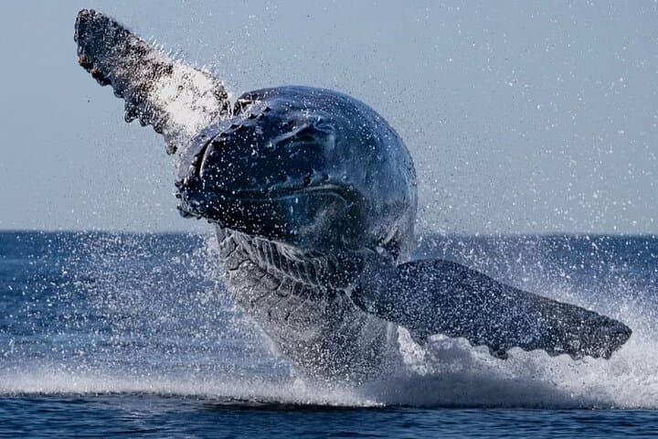 Coral Princess Whale Watching: Humpbacks Off Bermuda's Coast photo 2