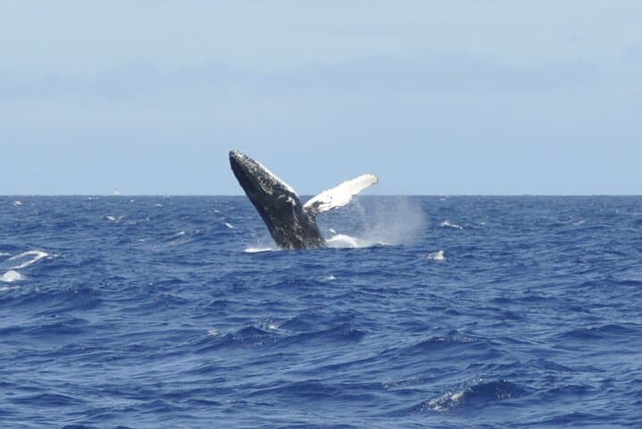 Coral Princess Whale Watching: Humpbacks Off Bermuda's Coast photo 4