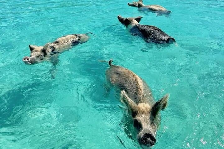 Exuma Cays Day Cruise: Swimming Pigs, Nurse Sharks & Thunderball Grotto photo 4