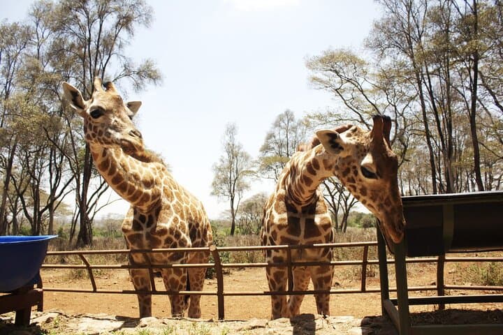 Visit Nairobi Giraffe Centre — Rothschild Giraffes & Conservation Experience photo 2