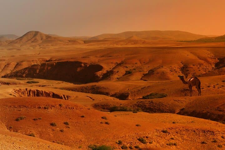 Agafay Desert Sunset Camel Ride and Starry Dinner from Marrakech photo 2