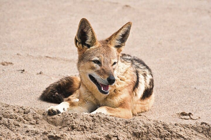 Sandwich Harbour 4x4 Adventure: Dunes, Wildlife & Ocean Views from Walvis Bay photo 2